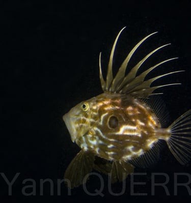 Saint Pierre - Perros Guirec - FRANCE