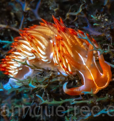 Godiva orange - Llafranc - ESPAGNE