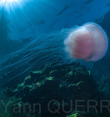 Hing Daeng - THAILANDE