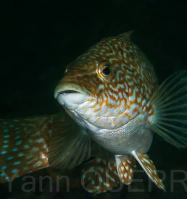 Vieille - Paimpol - FRANCE