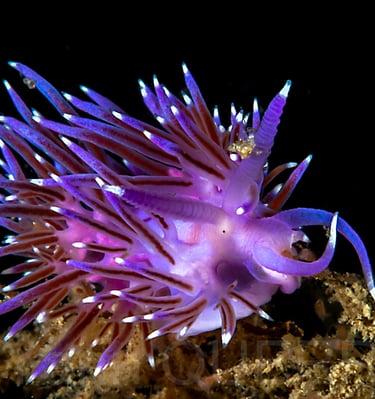 Flabelline mauve - Etel - FRANCE