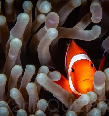 Poisson clown - Puerto galera - PHILLIPINES