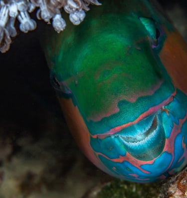 Poisson perroquet - Koh lanta - THAILANDE