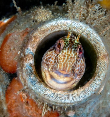 Blennie pilicorne - Paimpol - FRANCE