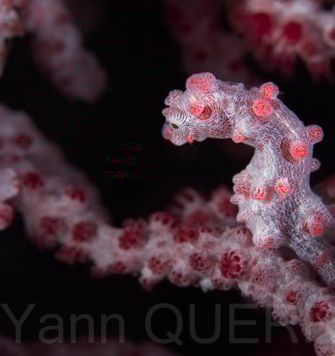 Hippocampe pygmée - PHILLIPINES