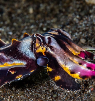 Seiche flamboyante - Anilao - PHILIPPINES