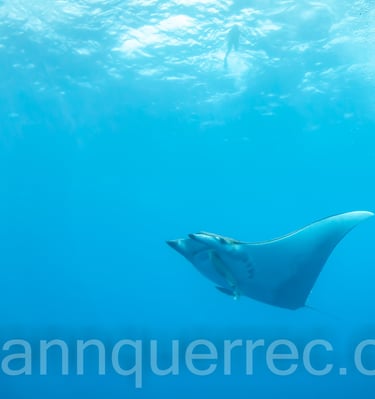 Manta - ACORES