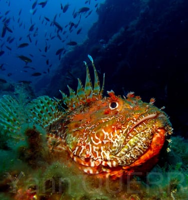 Chapon - Port Cros - FRANCE