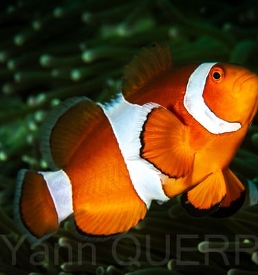 Poisson clown - Puerto galera - PHILLIPINES