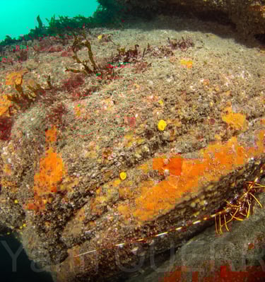 Le dolmen - Ploumanach - BRETAGNE
