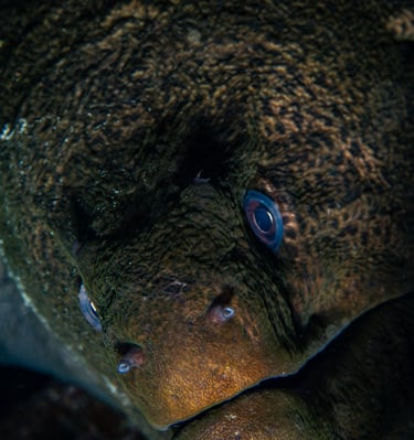 Murène - El Qseir - EGYPTE