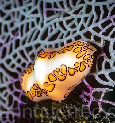 Monnaie Caraïbe - Cozumel - MEXIQUE