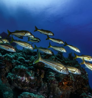 Banc de rougets - Agay - FRANCE