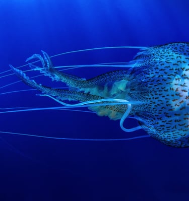 Pélagie - Var - FRANCE