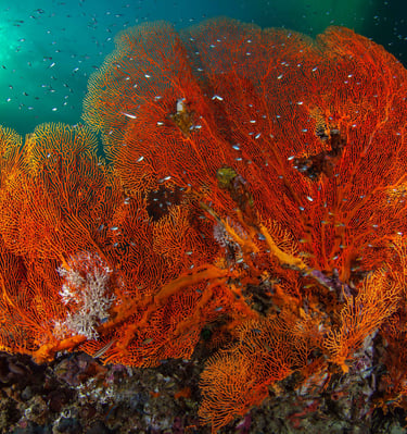 Hin muang - THAÏLANDE