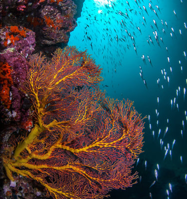 Hin daeng - THAILANDE