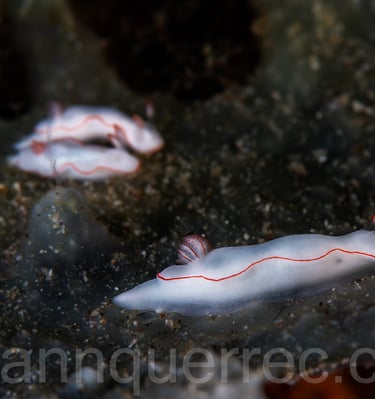 Doris - Anilao - PHILIPPINES