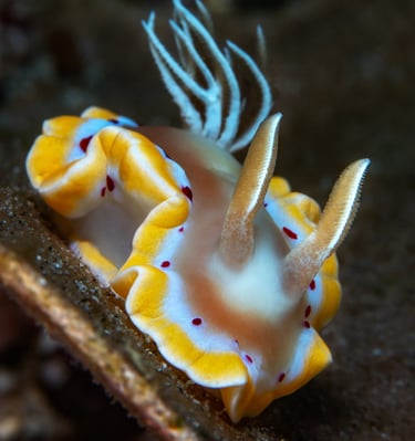 Doris ensanglantée - Ardeadoris cruenta - Anilao - PHILIPPINES