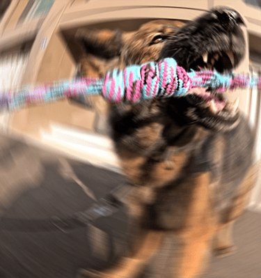 dynamisches Foto eines Deutschen Schäferhundes, der einen grossen Knoten beisst