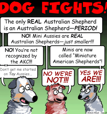 Mini Aussie vs Mini American Shepherd graphic