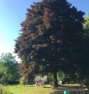 Großer eingezäunter Garten mit Spielwiese und Gemüsebeeten