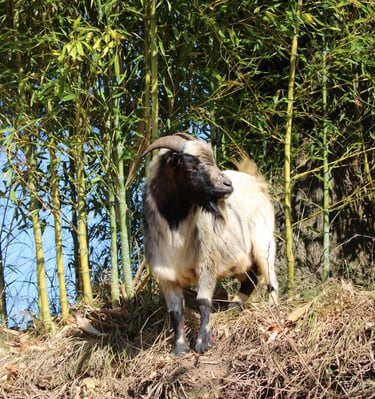 Ferme de Belon chevre CBD