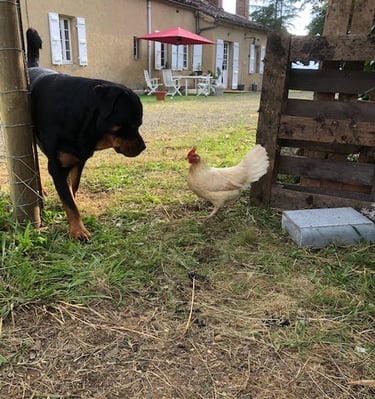 Ferme de Belon rottweiler et poule