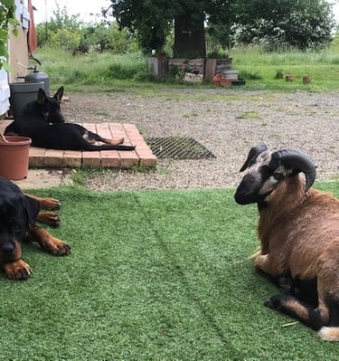 Nos animaux à la Ferme de Belon