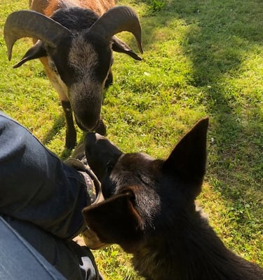 Ferme de Belon animaux CBD