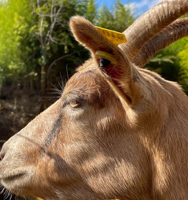 Ferme de Belon chevre CBD