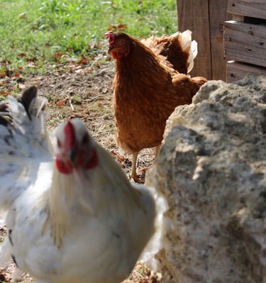 Ferme de Belon : poules CBD
