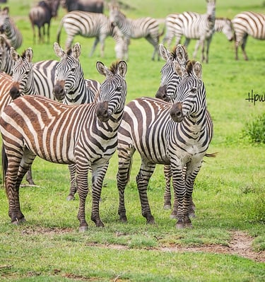 Zebraherden im Ngorongoro-Krater – Afrikas wildes Farbenspiel.