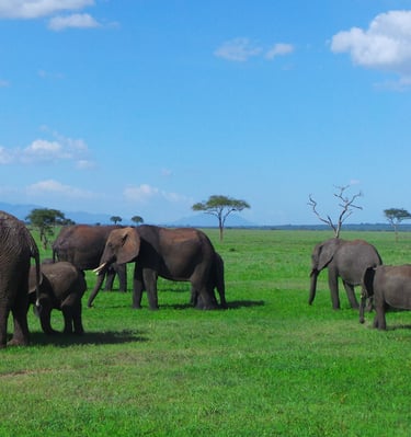 Tarangire – der Park der Elefanten