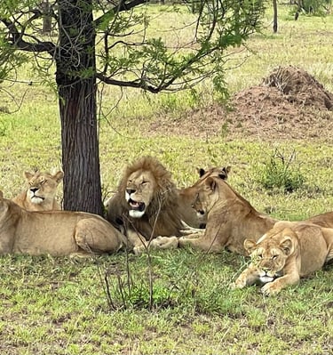 Serengeti – wo die Kulisse des „Königs der Löwen“ lebendig wird.