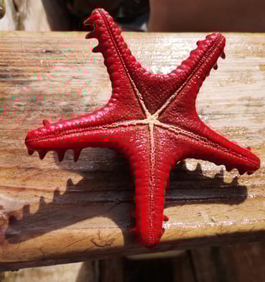 Unterwasserwelt in Pangani und Sansibar – bunte Korallen und ein leuchtende Seesterne.