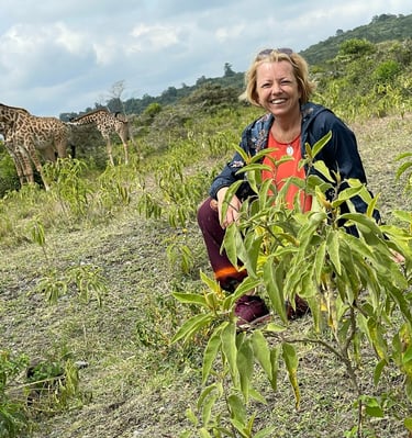 Wandersafari im Arusha-Nationalpark – hautnah mit Giraffen unterwegs.