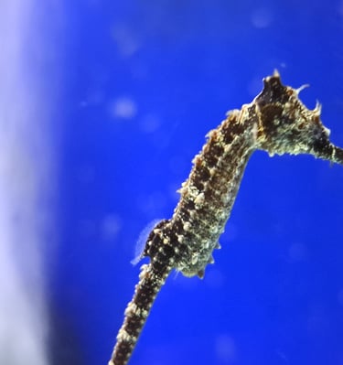  Young Seahorse