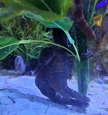 SEahorse pair