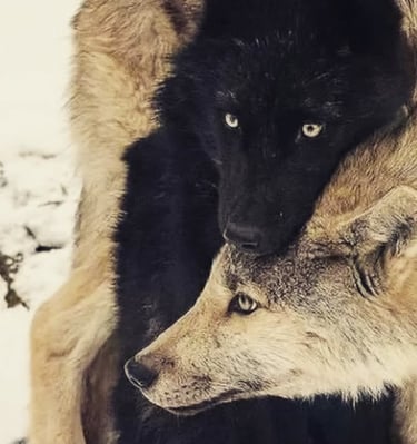 mensajes de animales fallecidos, comunicación interespecies, acompañamiento energético animal