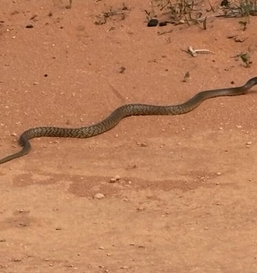 A Dugite snake slithering across the road in the carpark Little Lagoon Denham WA