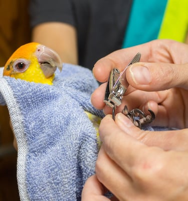 boarding and grooming at exoticmacawparrots.com