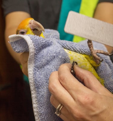 boarding and grooming at exoticmacawparrots.com