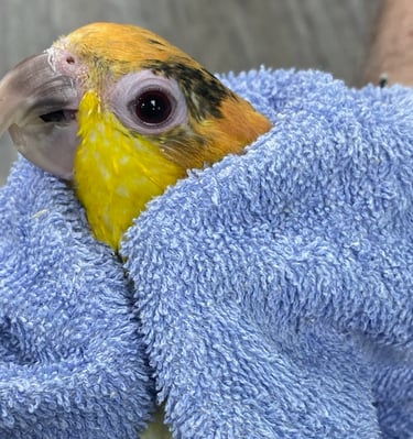 boarding and grooming at exoticmacawparrots.com