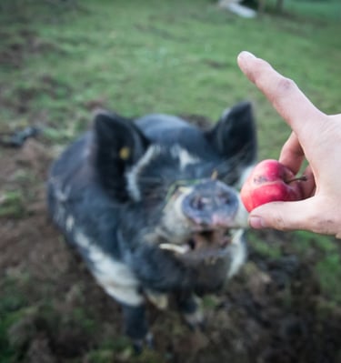 Weide Schwein
