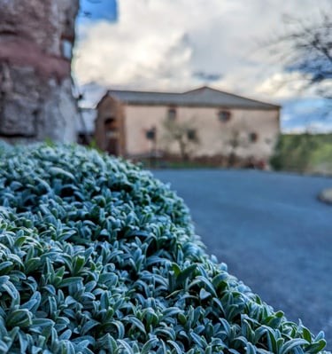 Tapis de feuilles et grange en arrière plan