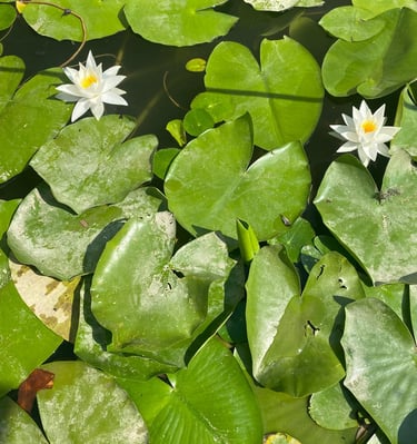 Water lily flower on lake