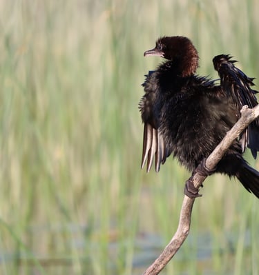 cormoran bird with wt wings