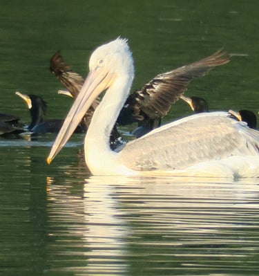 palican swiming along with cormorans
