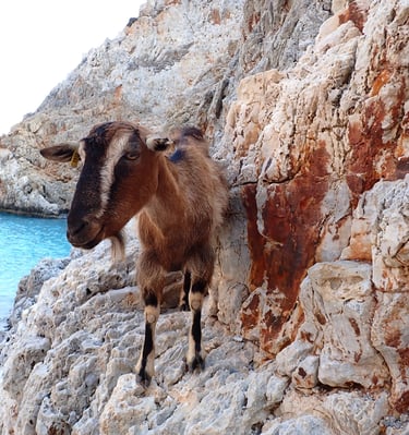 a goat standing on a rocky cliff face