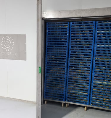 Fruit dryer stacked with drying racks with mango slices